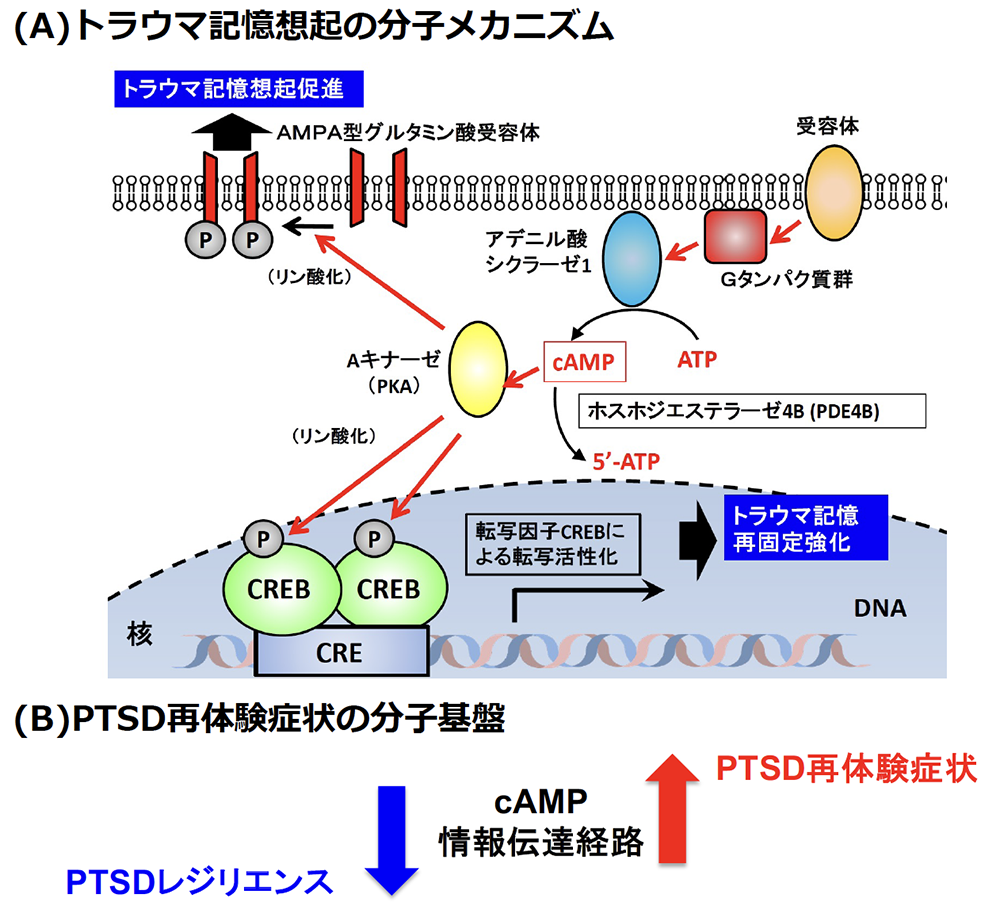 本カジノ オンライン
におけるPTSD再体験症状の分子機構の図